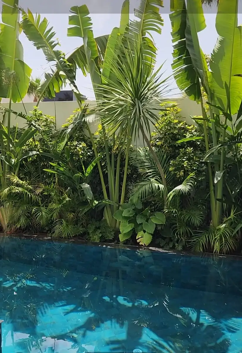 Piscine et végétation tropicale